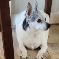 Thumbnail photo of Coco #3