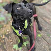 Thumbnail photo of Buttercup #2