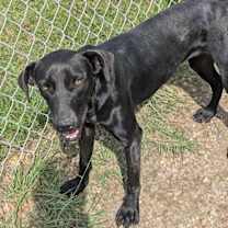 Thumbnail photo of Buttercup #3