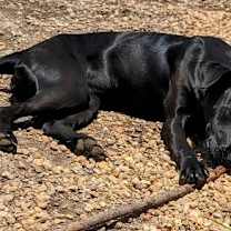 Thumbnail photo of Buttercup #4