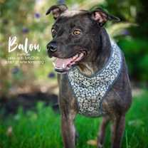 Thumbnail photo of Balou #2