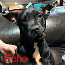 Thumbnail photo of Echo aka Chocolate Chip Talbot #1