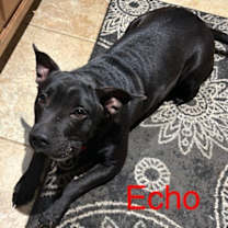 Thumbnail photo of Echo aka Chocolate Chip Talbot #2