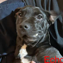 Thumbnail photo of Echo aka Chocolate Chip Talbot #4