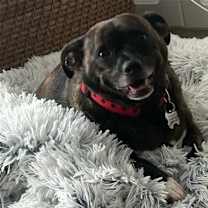 Thumbnail photo of Brindle Bella #1