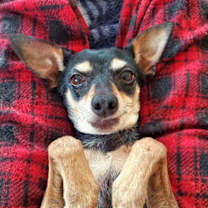 Thumbnail photo of Missy #1