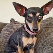 Thumbnail photo of Missy #2