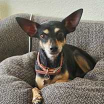 Thumbnail photo of Missy #3