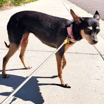 Thumbnail photo of Missy #4