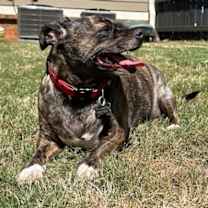 Thumbnail photo of Brindle Bella #2