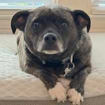 Thumbnail photo of Brindle Bella #3