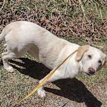 Thumbnail photo of Aspen #4