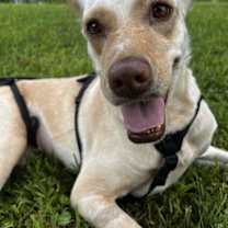 Thumbnail photo of LiLou #2