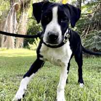 Thumbnail photo of JUNIOR #1