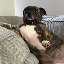 Thumbnail photo of Brindle Bella #4