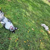 Thumbnail photo of Luna #2