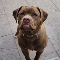 Thumbnail photo of Rocky #1