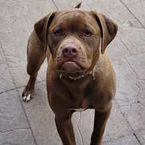 Thumbnail photo of Rocky #2