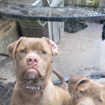 Thumbnail photo of Rocky #3