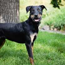 Thumbnail photo of Marcellus #2