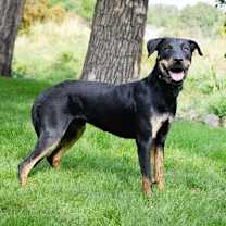 Thumbnail photo of Marcellus #3