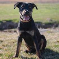 Thumbnail photo of Marcellus #4