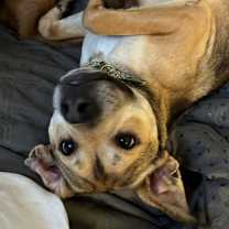 Thumbnail photo of Guinness #1