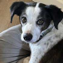 Thumbnail photo of JACK #11 #1