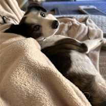 Thumbnail photo of JACK #11 #3