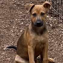 Thumbnail photo of Brownie #1