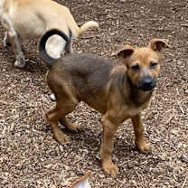 Thumbnail photo of Brownie #2
