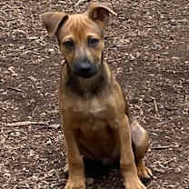Thumbnail photo of Brownie #3