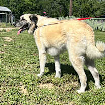 Thumbnail photo of Bella #2