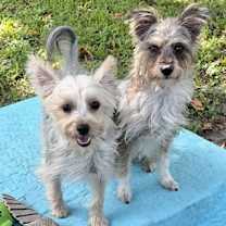 Thumbnail photo of Bella & Cookie #2