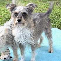 Thumbnail photo of Bella & Cookie #4