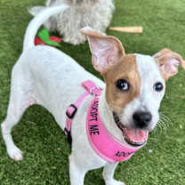 Thumbnail photo of Maya #1