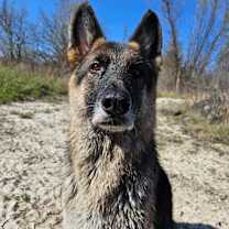 Thumbnail photo of Griffin #1