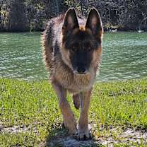 Thumbnail photo of Griffin #2