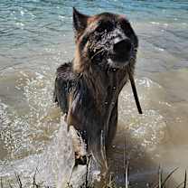 Thumbnail photo of Griffin #4