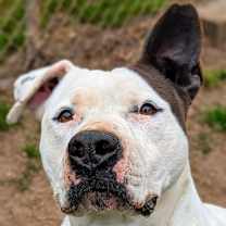 Thumbnail photo of Callie #1