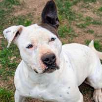 Thumbnail photo of Callie #4