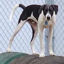 Thumbnail photo of Hunter #1