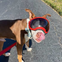 Thumbnail photo of Balin #2