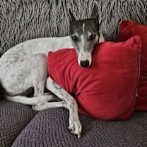 Thumbnail photo of Bella #1