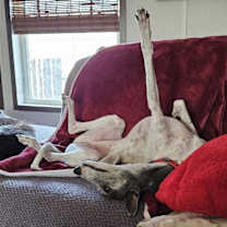 Thumbnail photo of Bella #2