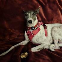 Thumbnail photo of Bella #3
