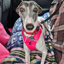 Thumbnail photo of Bella #4