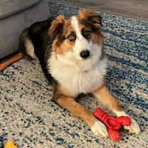 Thumbnail photo of Jovie #2