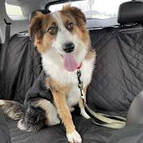 Thumbnail photo of Jovie #3