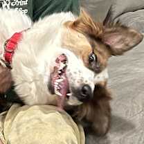 Thumbnail photo of Jovie #4